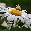 Miss Daisy