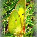 Pink-Edged Sulphur