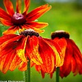 Wildest Bloom