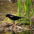 Beauty Of Birds