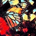 Wings Of Hope