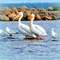 Bird Bay